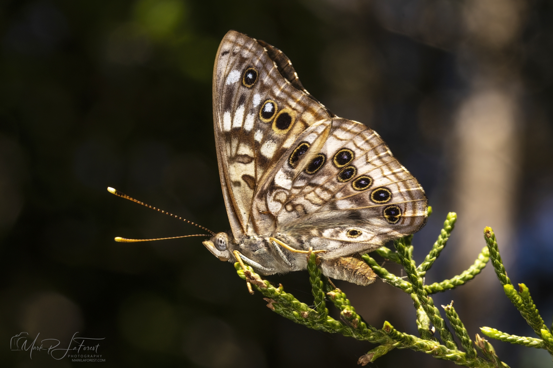 Northern Pearly Eye Butterflies, McKinney Falls State Park, Austin, Texas